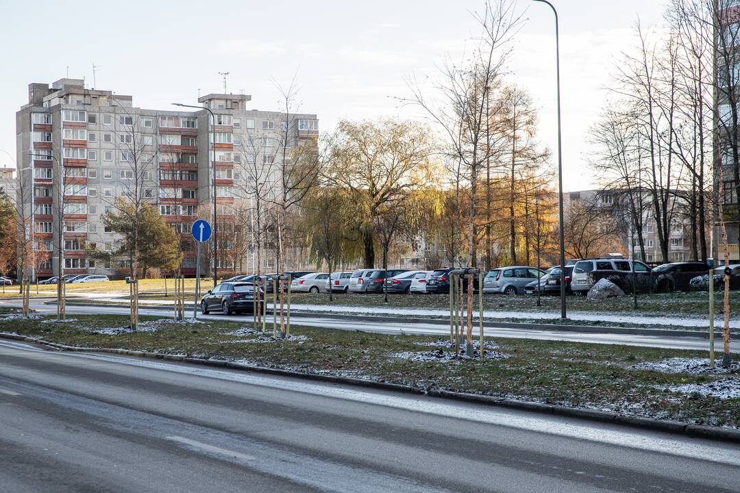 Eismas: specialistai teigia, kad medžiai skiriamojoje juostoje netrukdo eismo saugumui.