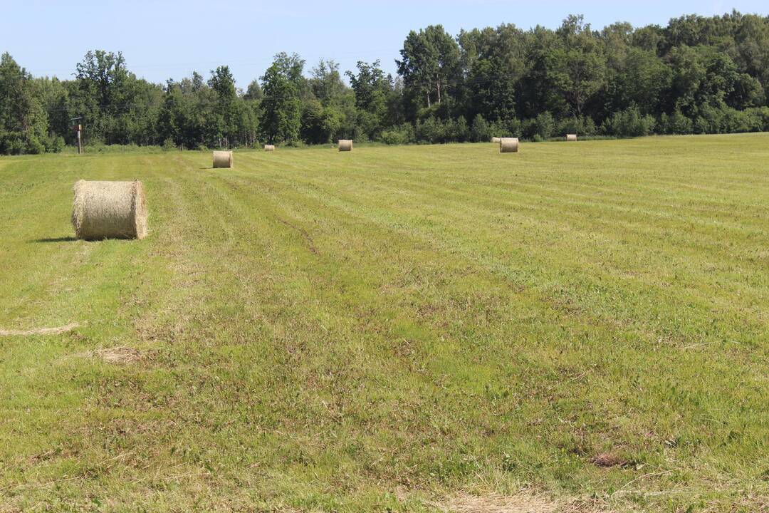 Išimtis: A.Galminas (dešinėje) su sūnumi Antanu pirmą kartą per 25 ūkininkavimo metus vasarą karves paliko tvarte.