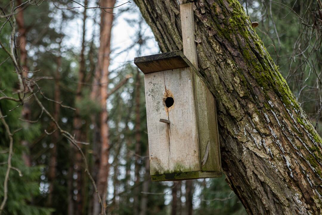 Į Radikius grįžo nelegalūs medžių kirtėjai