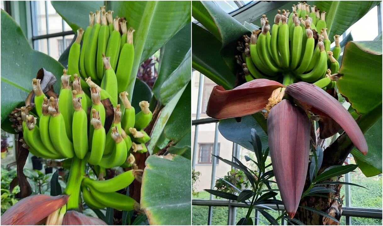 Bananmedis