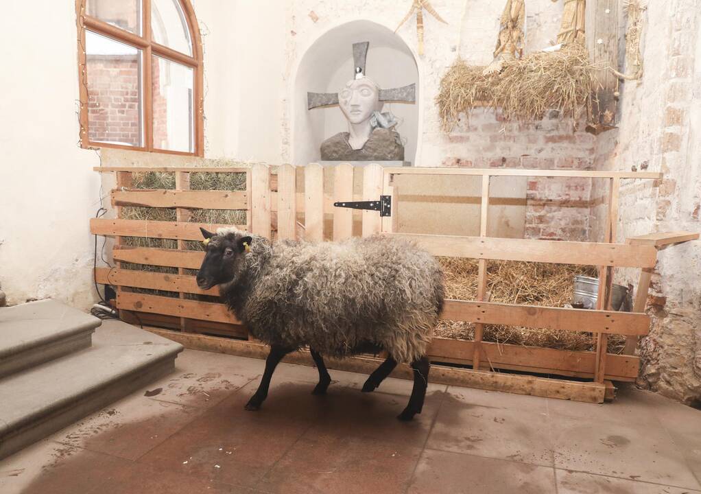 Asiliukas ir avytės Bernardinų bažnyčioje
