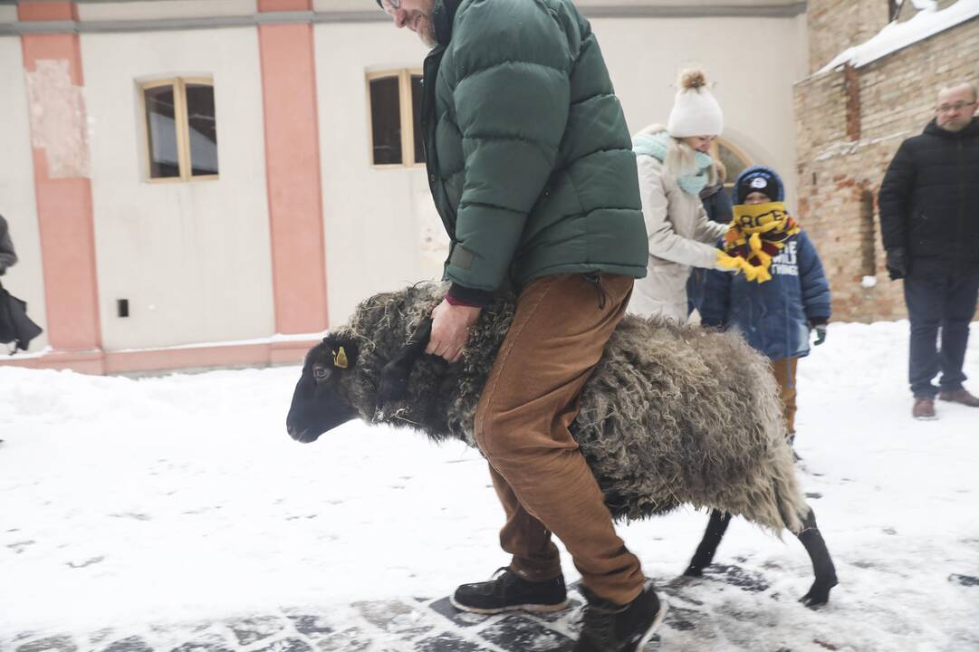 Asiliukas ir avytės Bernardinų bažnyčioje