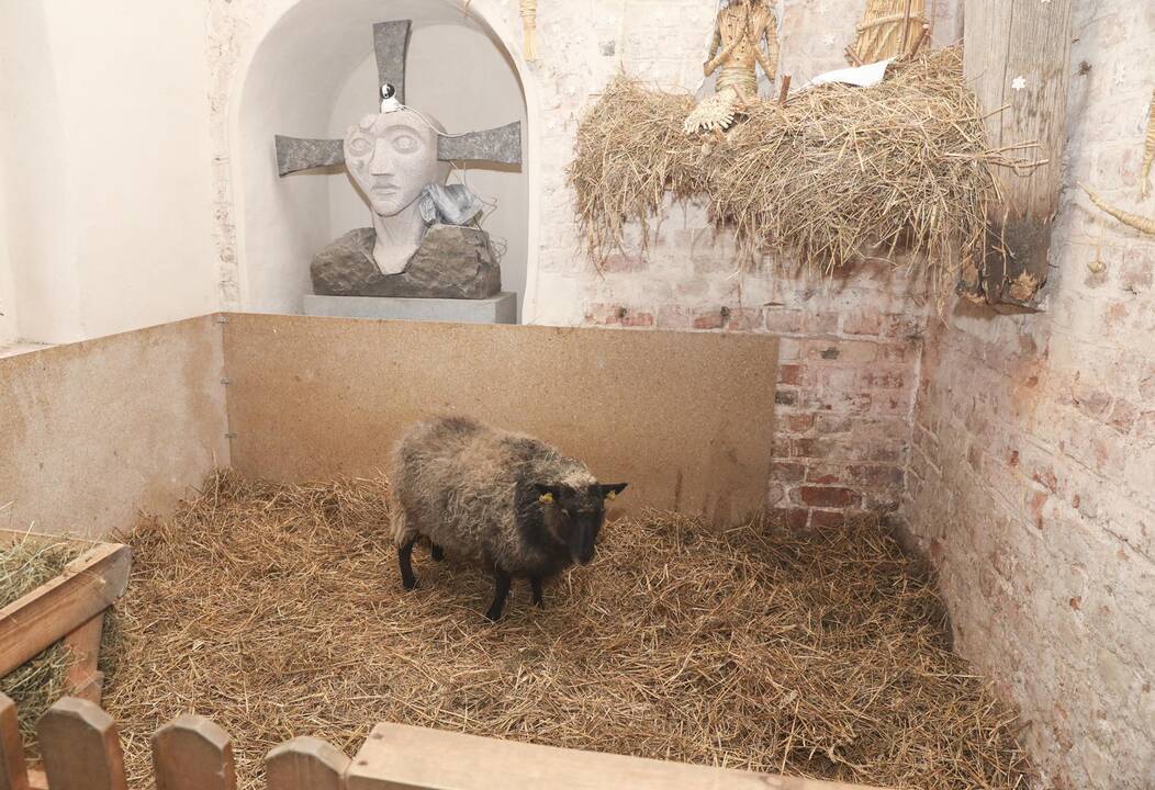 Asiliukas ir avytės Bernardinų bažnyčioje
