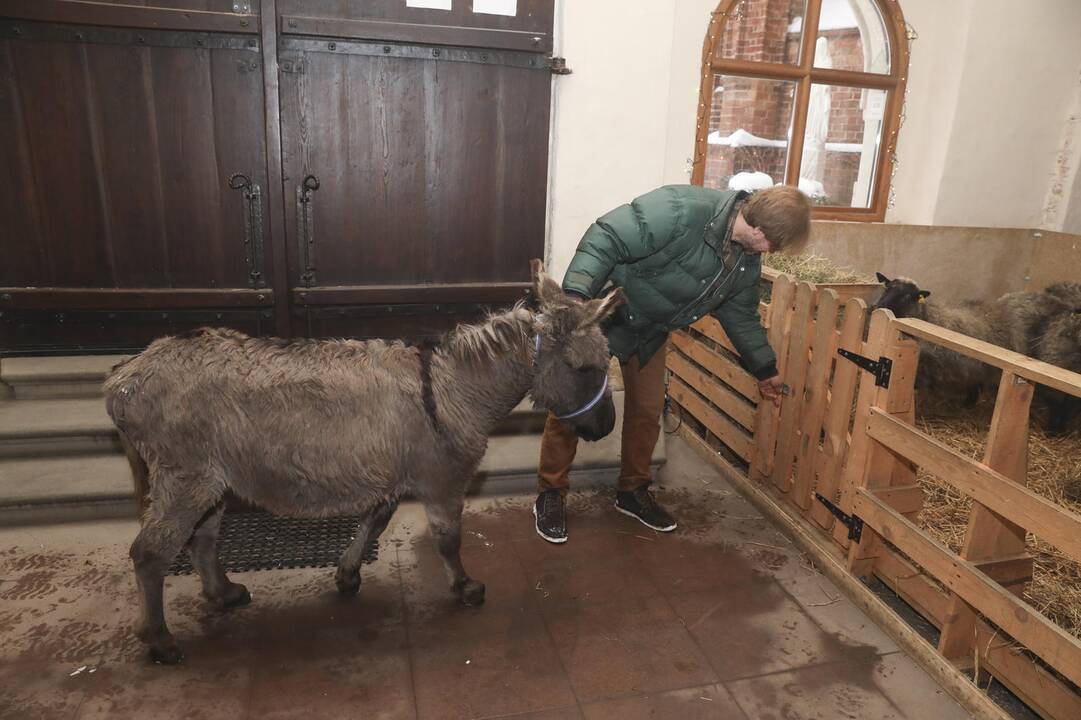 Asiliukas ir avytės Bernardinų bažnyčioje