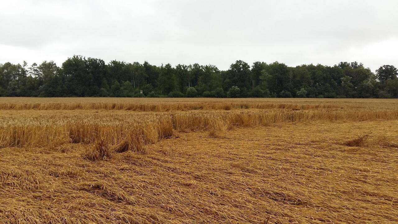 Kartojasi: daugiausia žalų Lietuvos ūkininkams vasarą padaro liūtys ir audros.