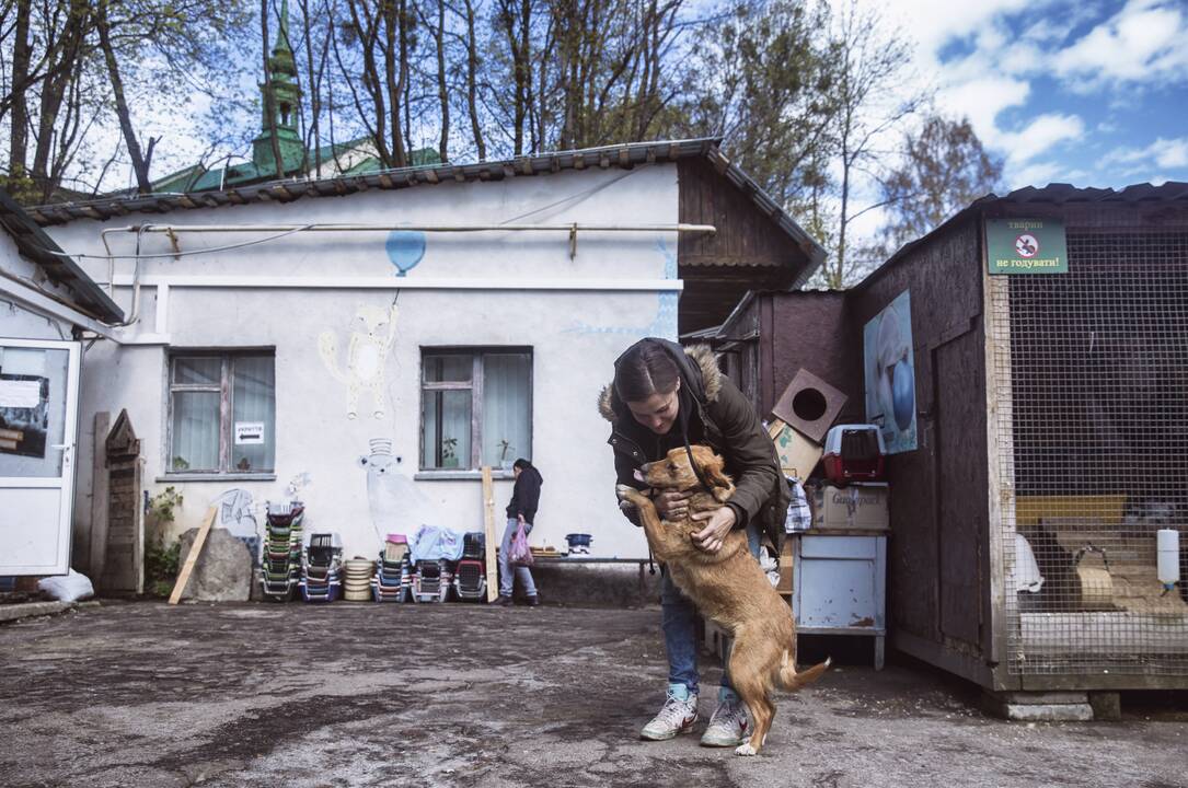 Lvive prieglobstį randa ir keturkojai karo pabėgėliai