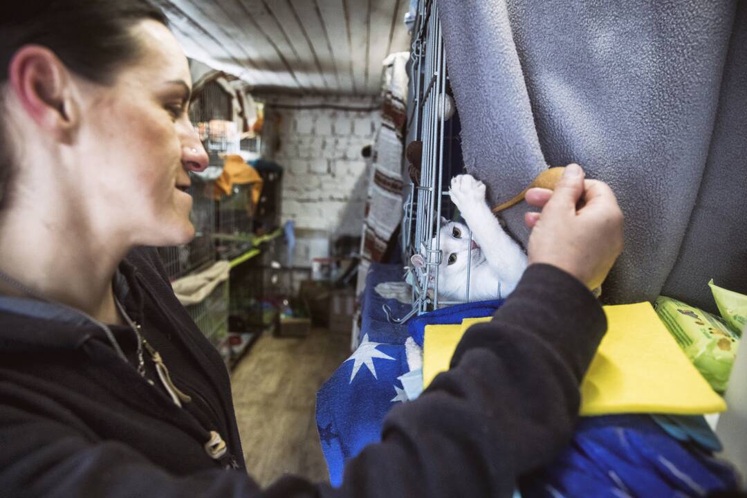 Lvive prieglobstį randa ir keturkojai karo pabėgėliai