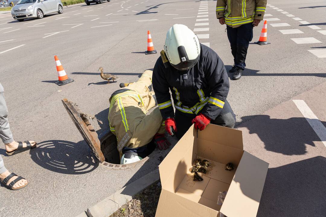 Gelbėjimo operacija: į šulinį įkrito ančiukai