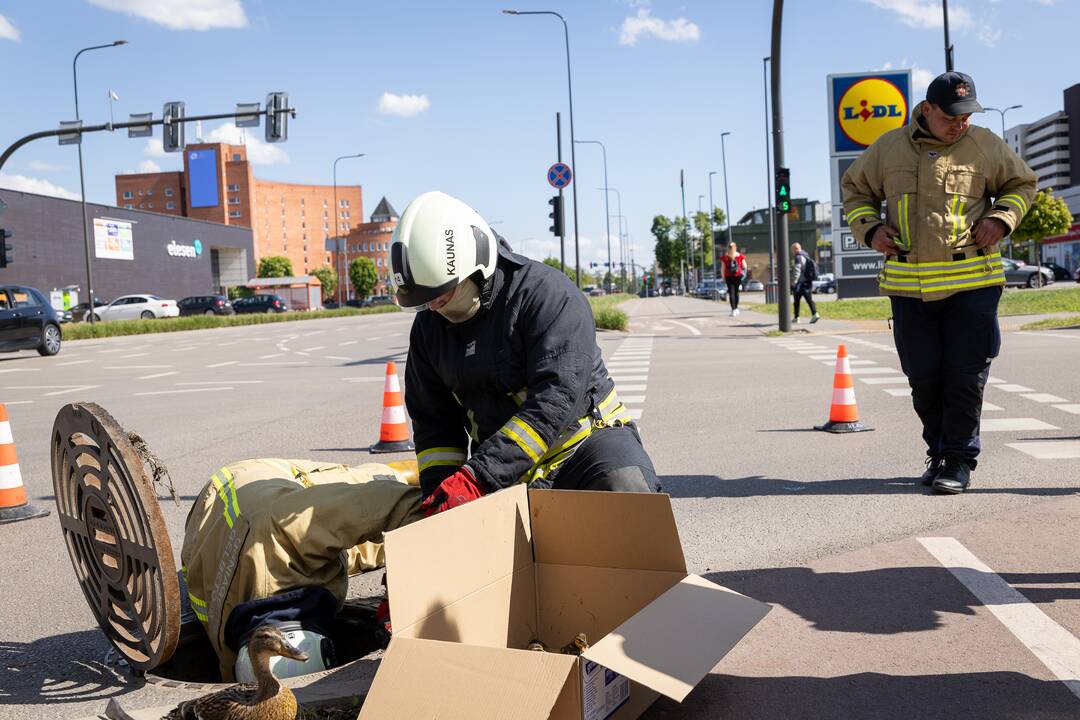 Gelbėjimo operacija: į šulinį įkrito ančiukai