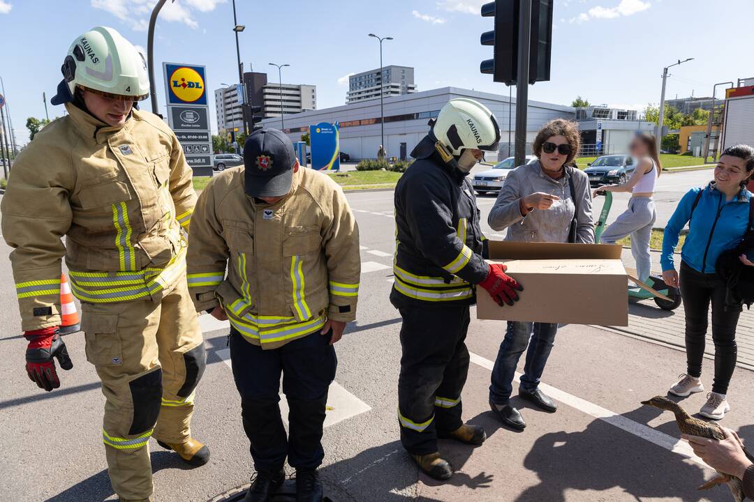 Gelbėjimo operacija: į šulinį įkrito ančiukai