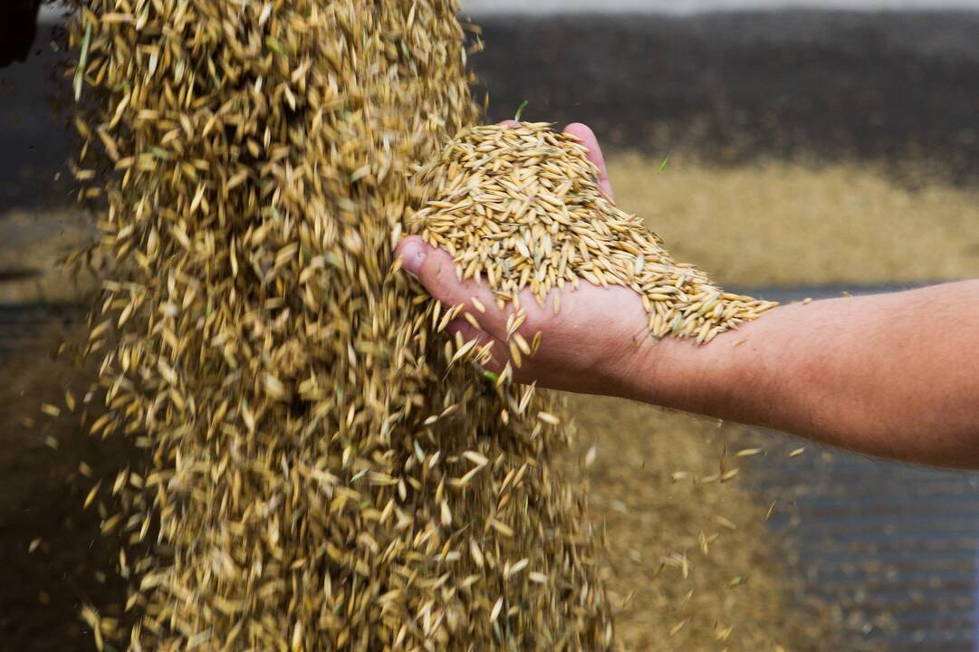 Ekspertai: grūdų rinkos į Kremliaus elgesį reagavo santūriai – kainos kilo minimaliai