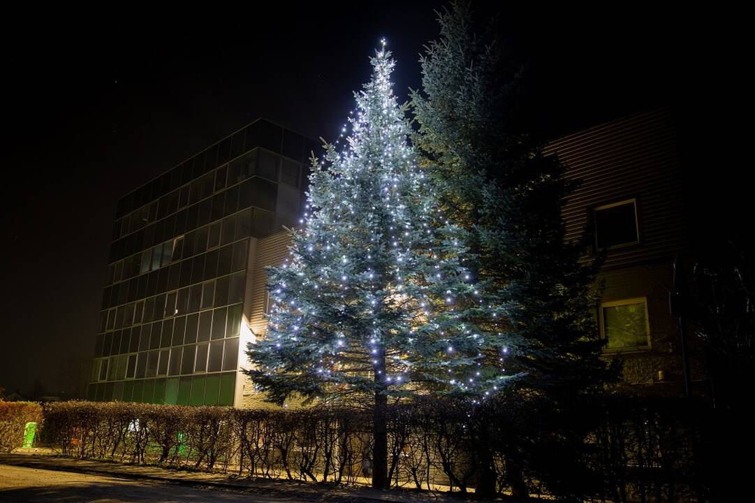 Vilniuje sužibo dešimtys Kalėdų eglučių