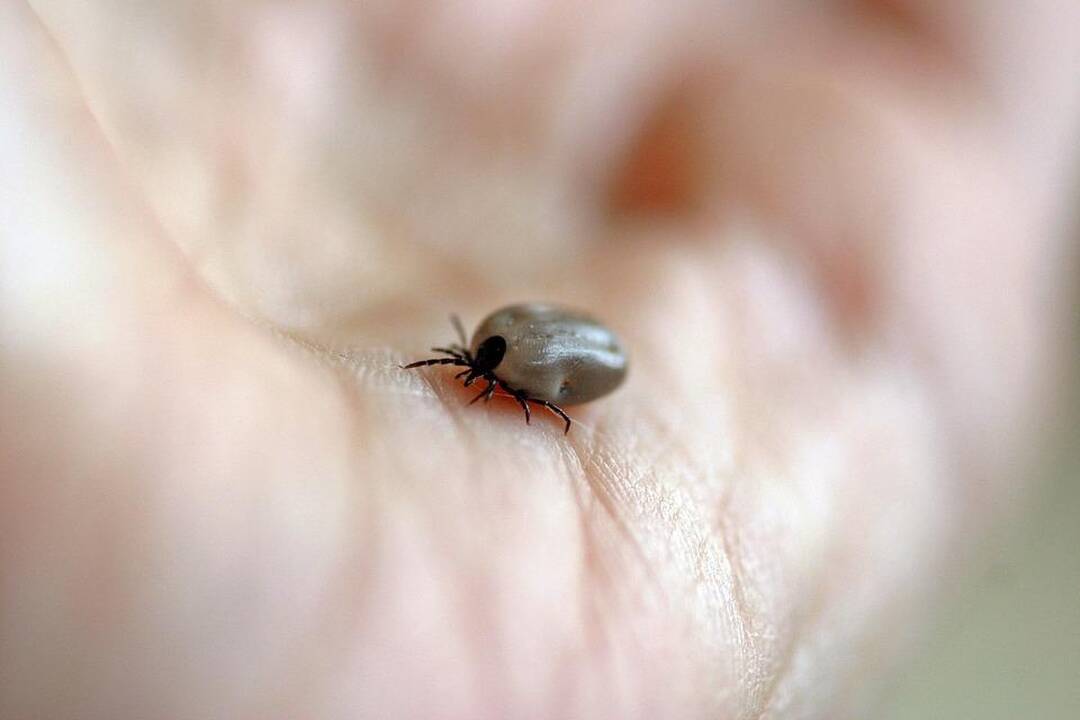 Pavasarį gamtoje kruta ne tik vabzdžiai ir varlės