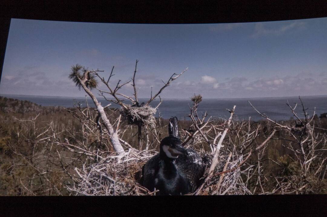 Kaune pristatytas laurus skinantis lietuviškas filmas „Rūgštus miškas“