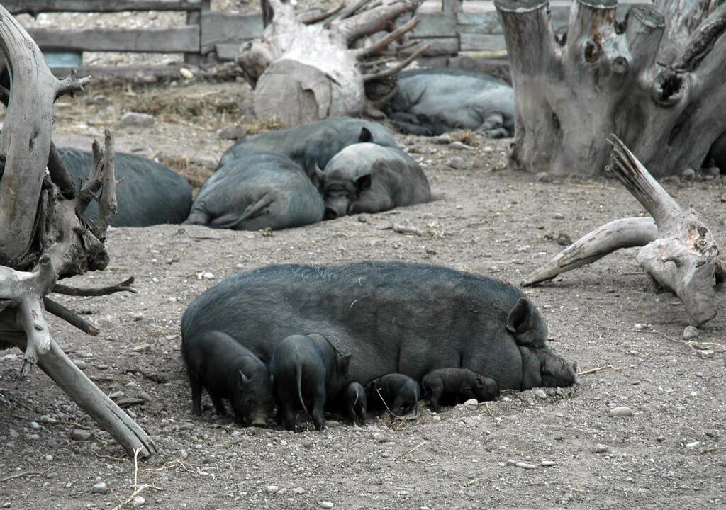 Egzotiškoms "Mini zoo" kiaulaitėms gresia sunaikinimas