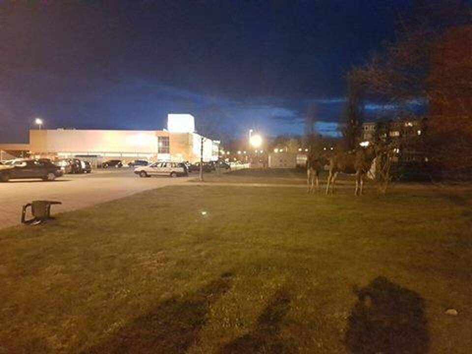 Užfiksavo: klaipėdiečiai fotografavo miesto centre šmirinėjančią lapę.