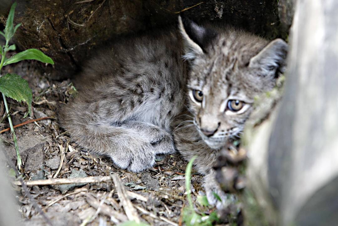 Lūšiukai Klaipėdos zoologijos sode
