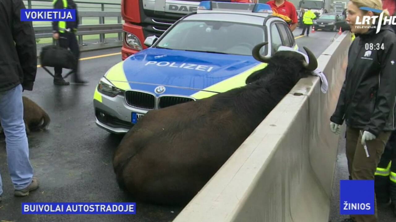 Vokietijos policininkai ant greitkelio užmigusius buivolus traukė kranu