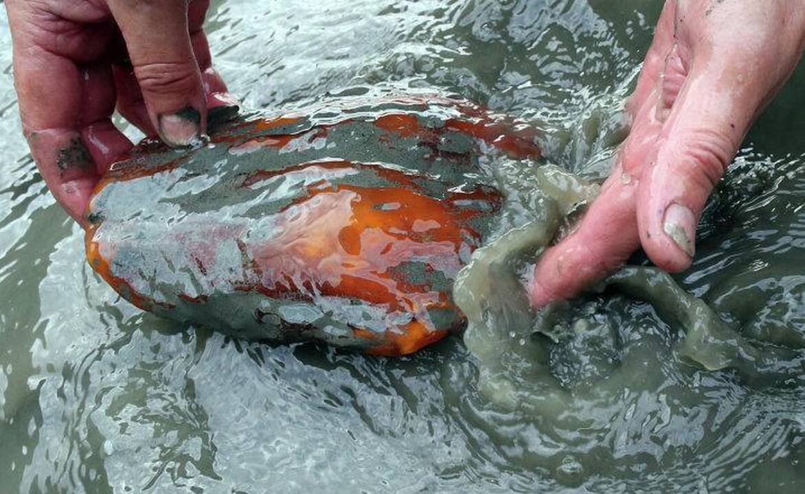 Stebėti, kaip kasamas gintaras, turistai negalės