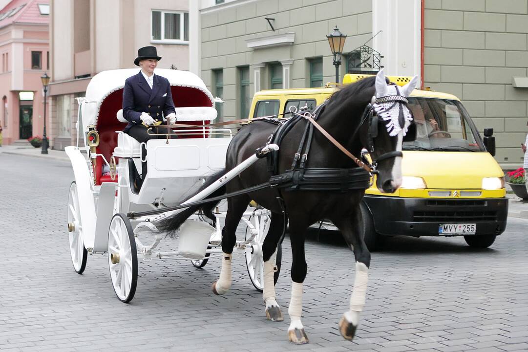 Vertins žirgus ir vadeliotojus