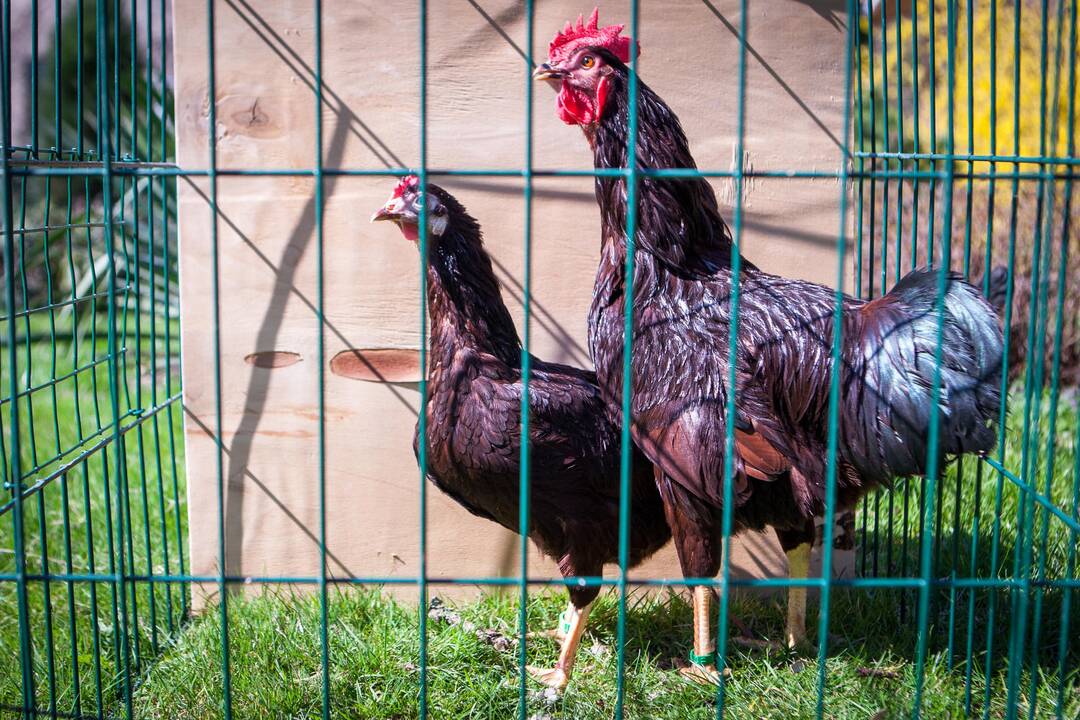 Pasekmės: gyventojams pasiskundus dėl jų kiemuose vaikštinėjančių kaimynų vištų, pastarųjų šeimininkai gali tikėtis sankcijų. Naminiai paukščiai turi būti uždaryti.