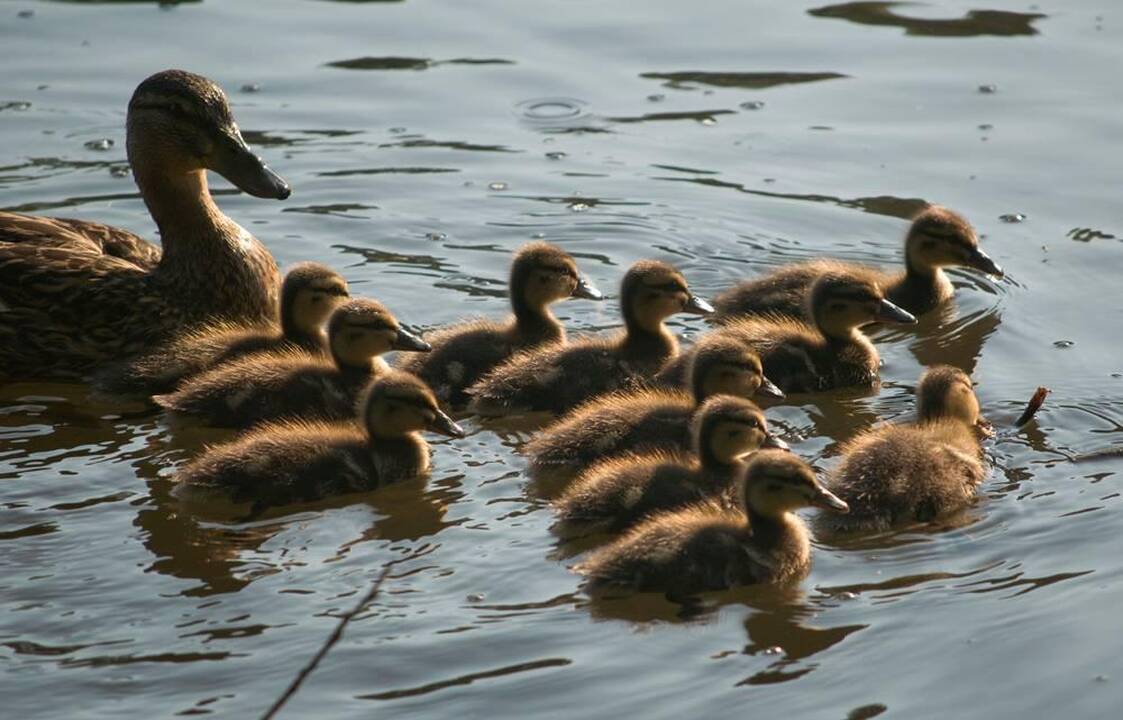 Objektas: maži ančiukai neretai patenka į keblias situacijas, iš kurių juos tenka gelbėti ugniagesiams.