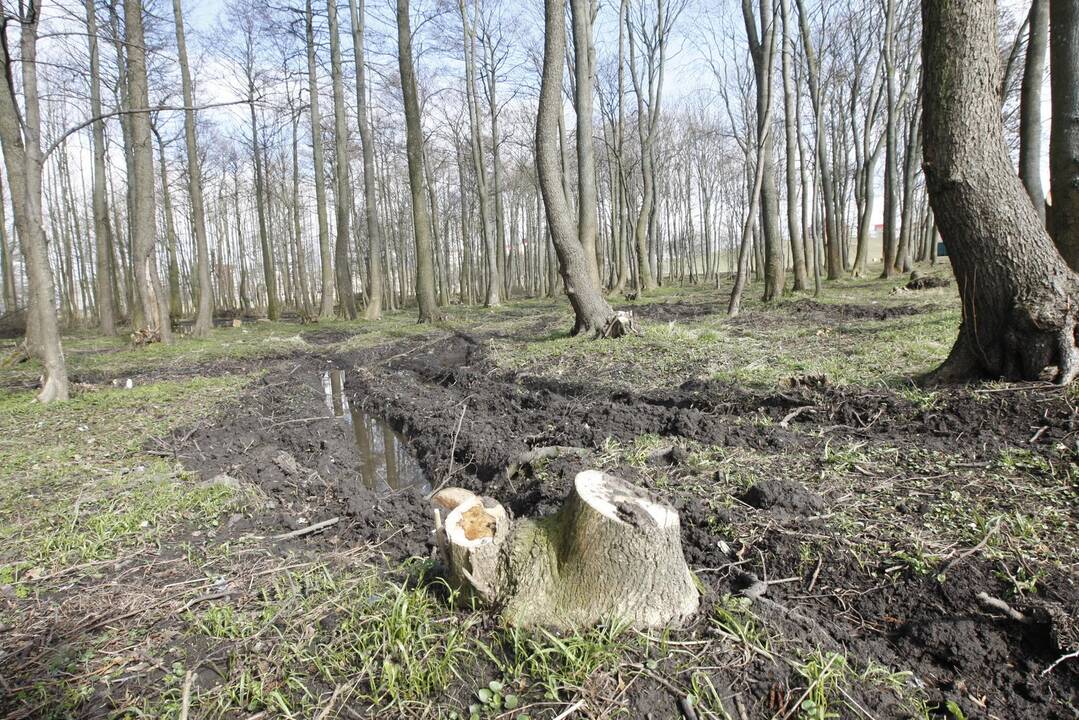 Skveruose buvo iškirsti savaime išaugę krūmai, nugenėti medžiai.