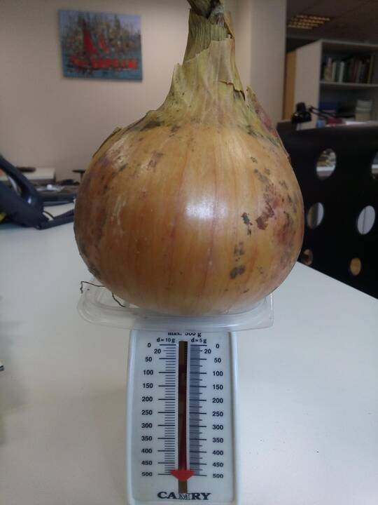 Derlius: klaipėdietės darže užaugo 475 gramus sveriantis svogūnas.