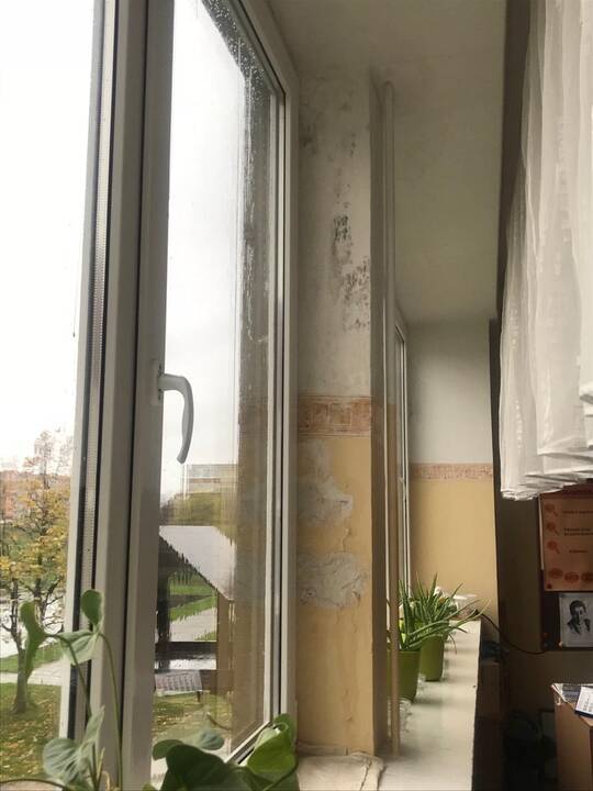 Klaipėdos savivaldybė gavo grėsmingą "Pajūrio" progimnazijos mokinių tėvų raštą – tikinama, jog dėl pelėsiu užkrėstos aplinkos vienoje klasių net ketvirtadaliui moksleivių galima įtarti bronchinę astmą.
