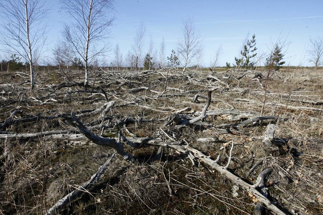 Akibrokštas: prie kelio į Nidą akį iš tolo rėžia daugybė nukirstų medžių.
