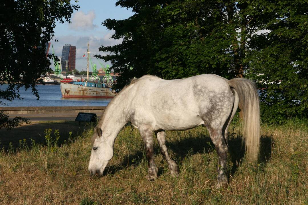 Nepasitenkinimas: poilsiautojus piktina Smiltynėje, netoli perkėlos, dideliais kiekiais kaupiamas arklių mėšlas.