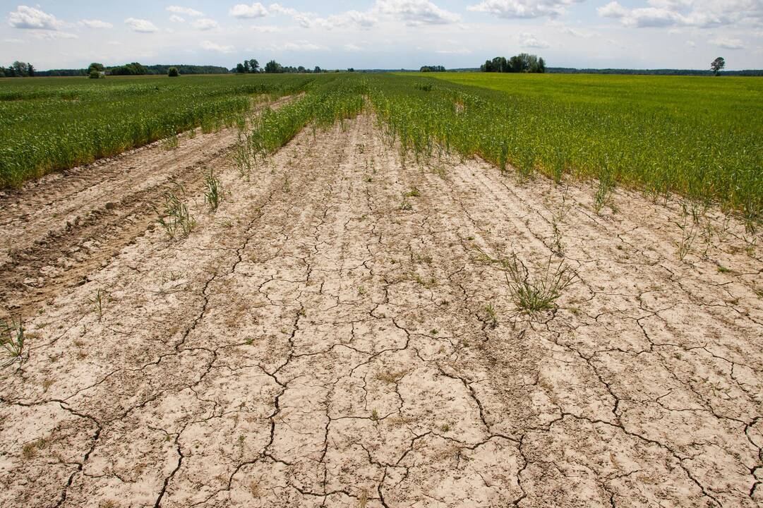 Sinoptikai: dalyje Šakių rajono seniūnijų fiksuojama stichinė sausra