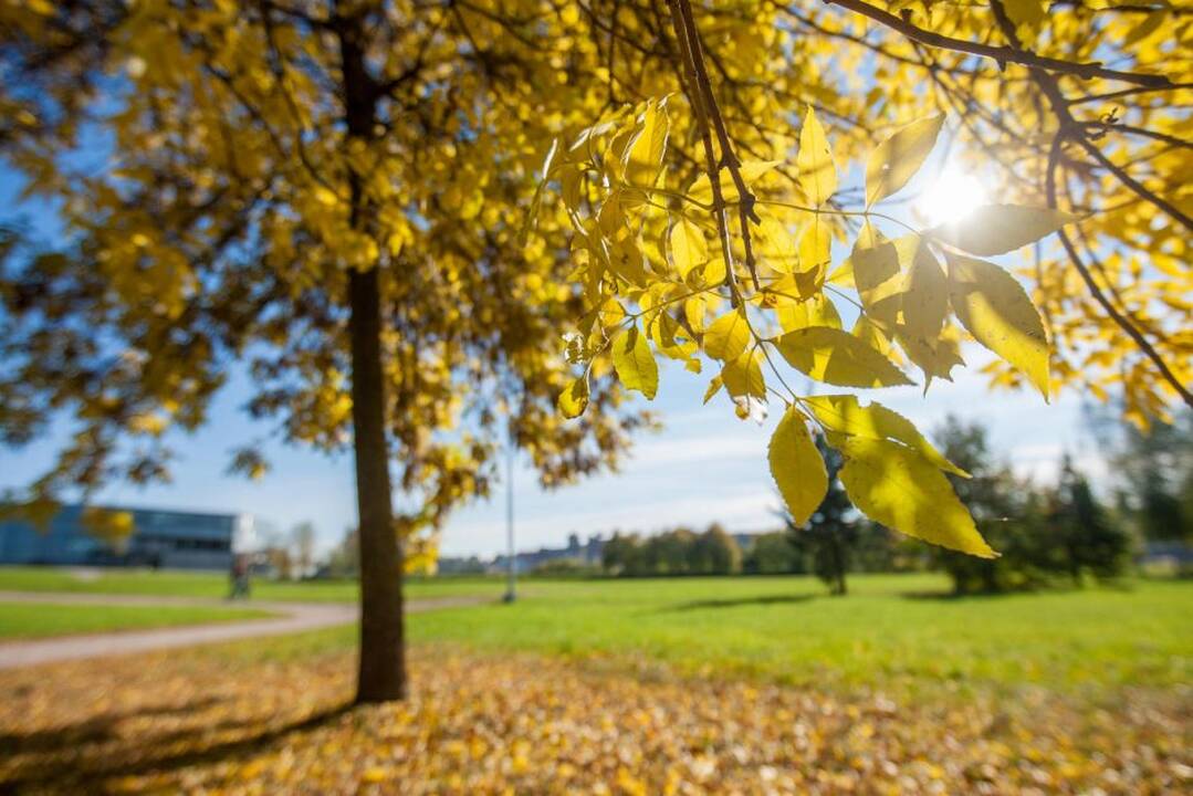Bobų vasara atkeliauja į Lietuvą: paaiškino, kodėl ji taip vadinama