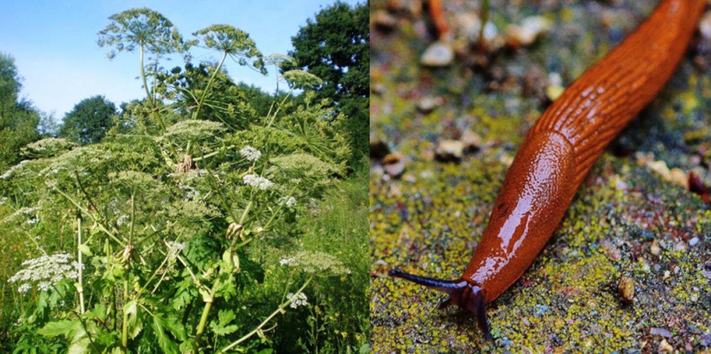 Zoologijos sodas mokys, kaip kovoti su invazinėmis rūšimis