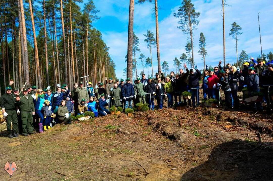 Nacionaliniame miškasodyje talkininkai pasodino beveik 100 hektarų miško