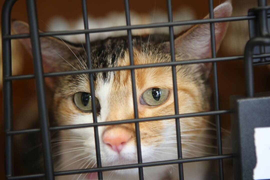 Kalifornijoje jaunas vyras pripažino pagrobęs ir užmušęs apie 20 kačių