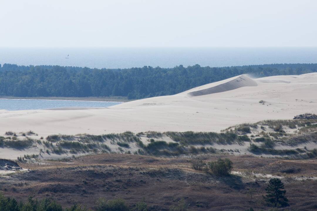 Aplinkosaugininkai gelbės nykstančias Kuršių nerijos kopas 