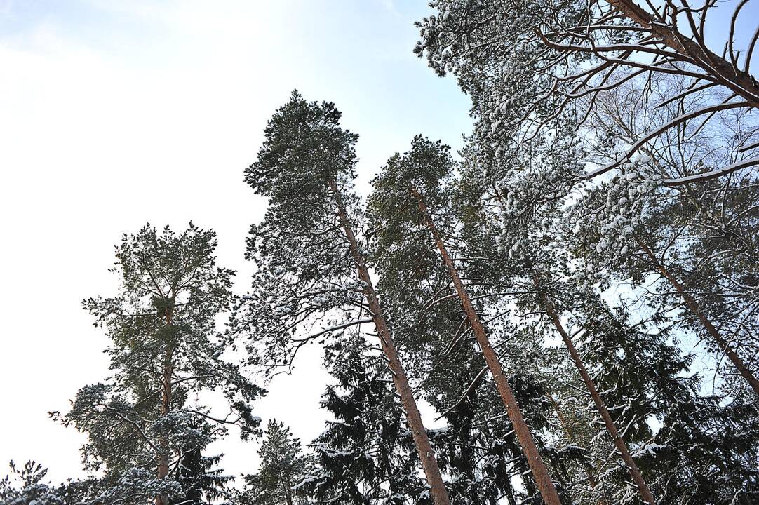 Mažeikių rajone mirtinai sušalo moteris