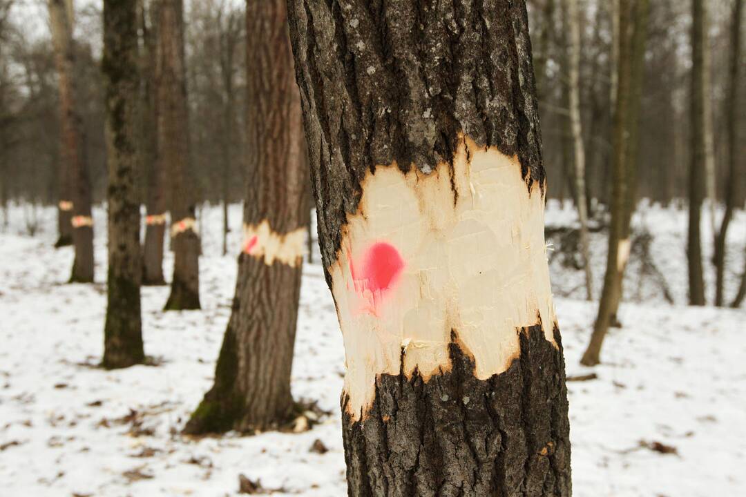 Ąžuolyno parke nukirsti medžiai