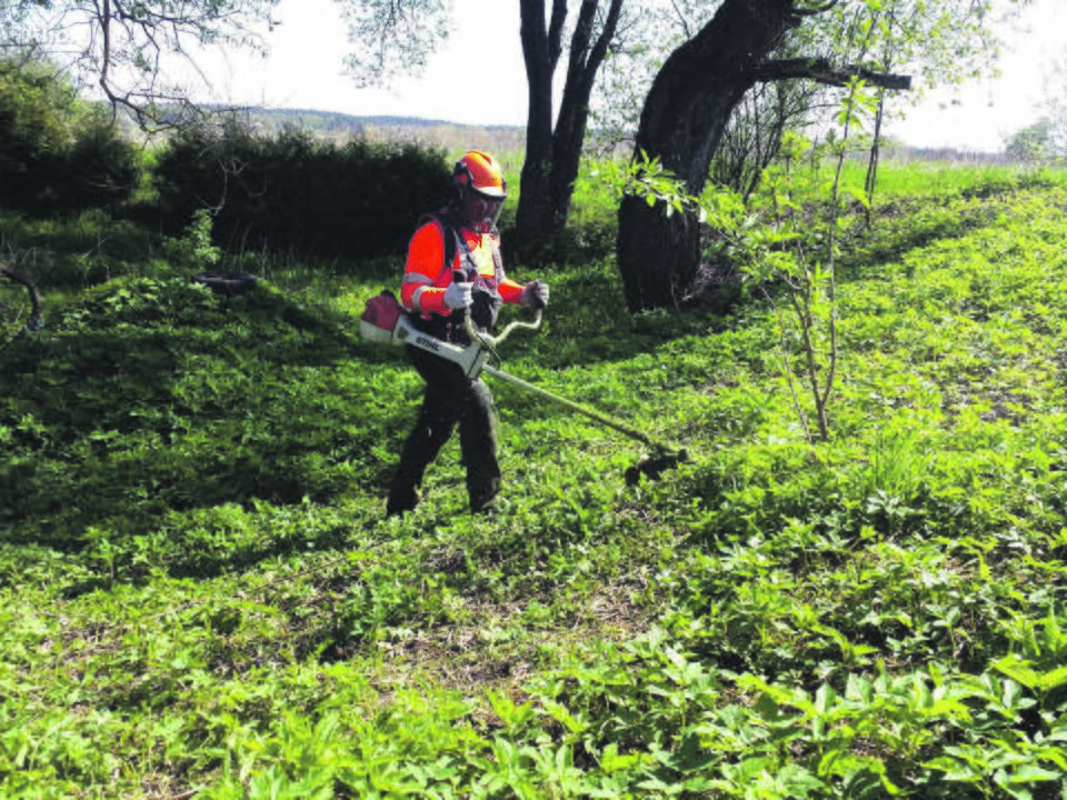 Įpareigojo žolę pjauti dažniau