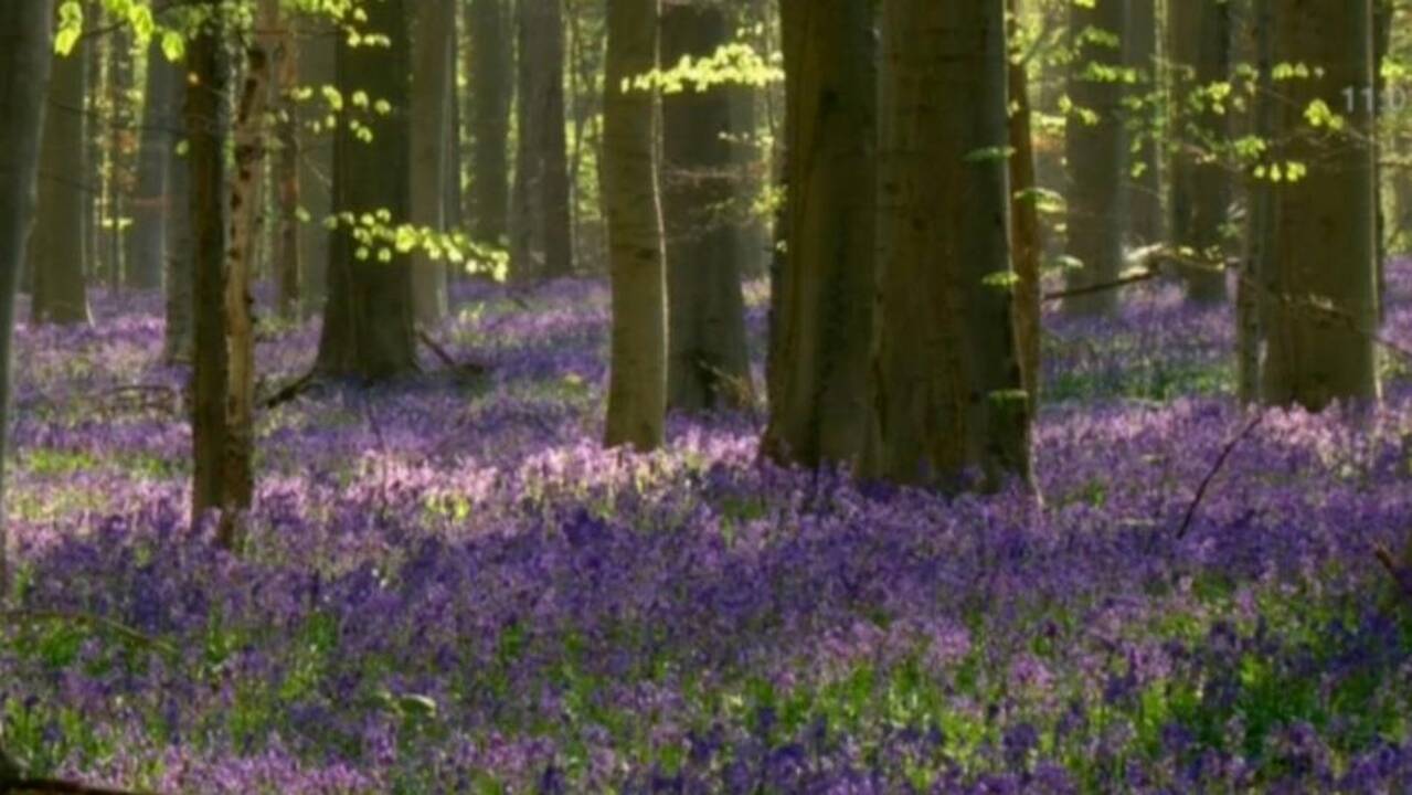 Belgijos miškas, kuris pasipuošia violetiniu kilimu