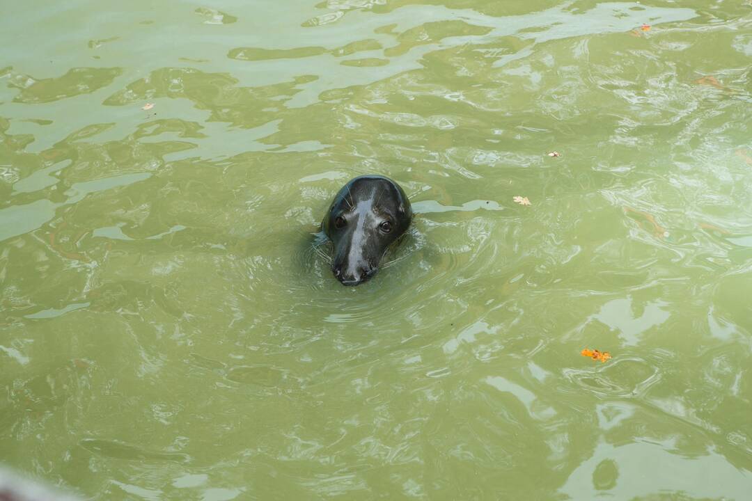Šeštadienis zoologijos sode