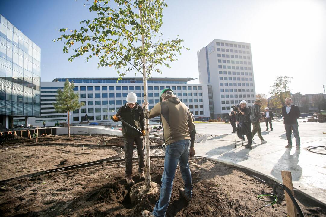 Vienybės aikštėje sodinami medžiai