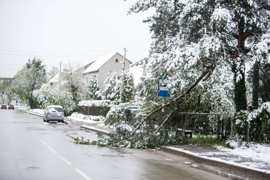 Gegužės 12-osios rytas Kaune