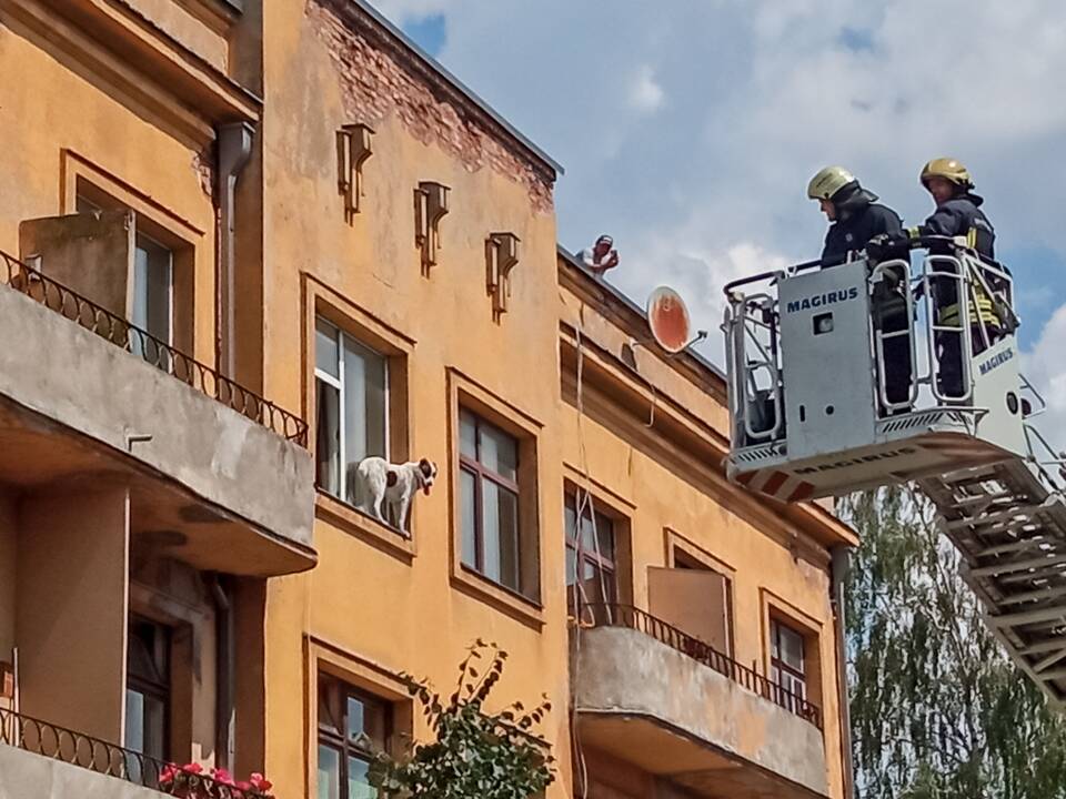 Šuns gelbėjimo operacija Miško gatvėje