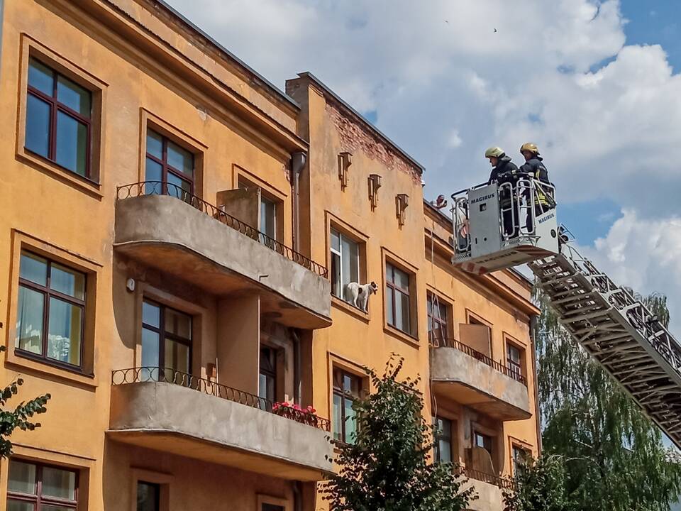 Šuns gelbėjimo operacija Miško gatvėje