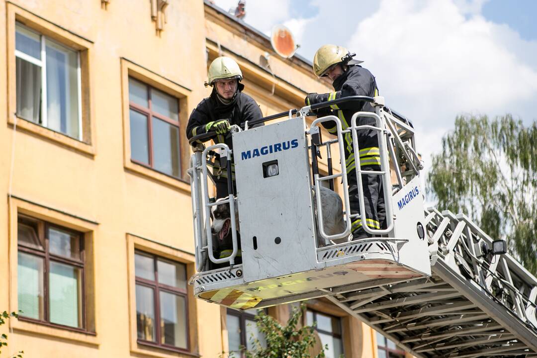 Šuns gelbėjimo operacija Miško gatvėje