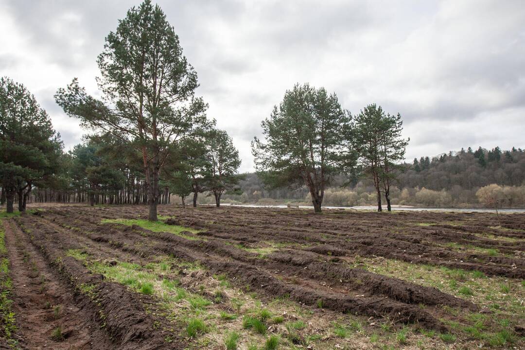 Medelių sodinimo talka Lampėdžiuose ir Panemunėje