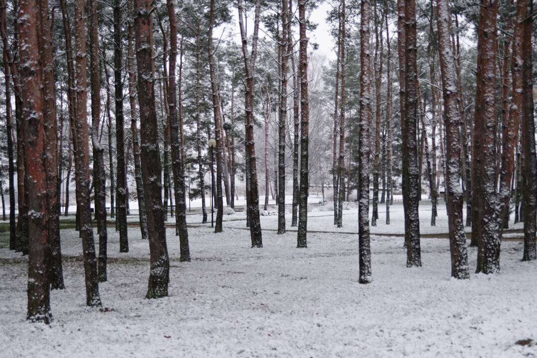 Pirmojo sniego vaizdai Lietuvoje