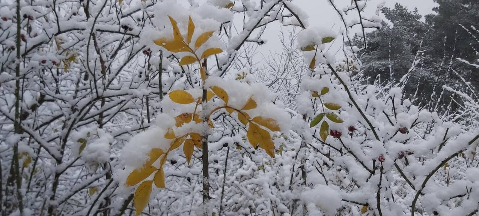 Pirmojo sniego vaizdai Lietuvoje